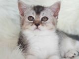 Veteriner Teknikerinden Irk Ve Sağlık Garantili British Shorthair Yavrumuz
