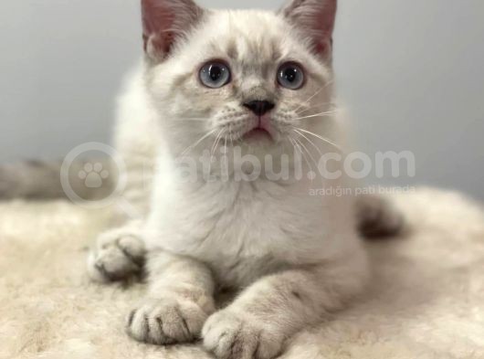 Lynxpoint British Shorthair Yavrumuz görsel