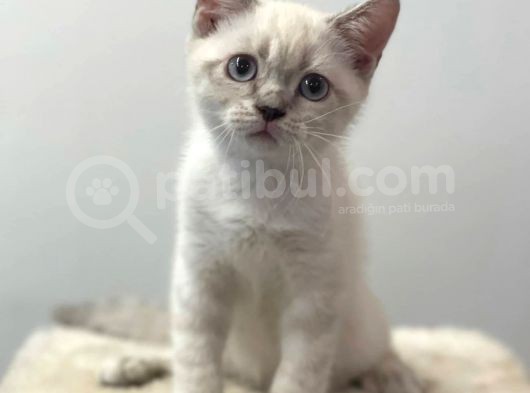 Lynxpoint British Shorthair Yavrumuz görsel