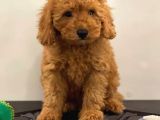 Orjinal Red Poodle Yavrumuz
