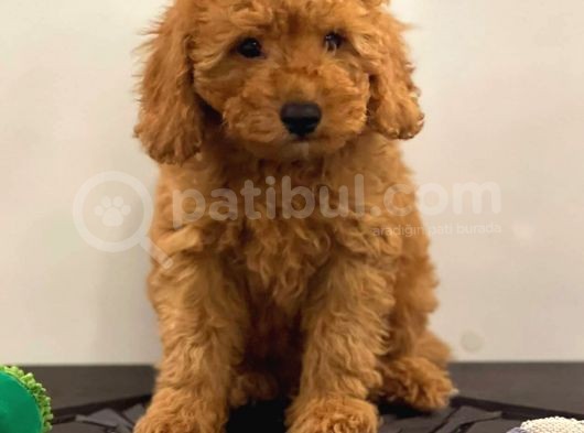 Orjinal Red Poodle Yavrumuz görsel