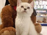 Lynxpoint British Shorthair Yavrumuz