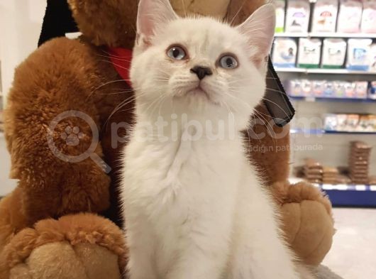 Lynxpoint British Shorthair Yavrumuz görsel