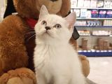 Lynxpoint British Shorthair Yavrumuz