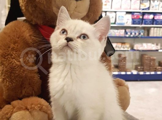 Lynxpoint British Shorthair Yavrumuz