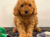 Orjinal Red Poodle Yavrumuz
