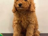 Orjinal Red Poodle Yavrumuz