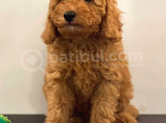 Orjinal Red Poodle Yavrumuz görsel