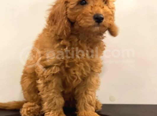 Orjinal Red Poodle Yavrumuz