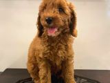 Orjinal Redbrow Erkek Poodle Yavrumuz