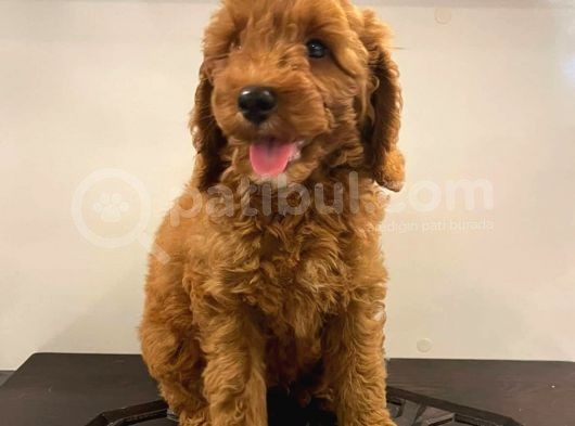 Orjinal Redbrow Erkek Poodle Yavrumuz