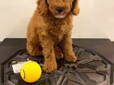 Orjinal Redbrow Erkek Poodle Yavrumuz