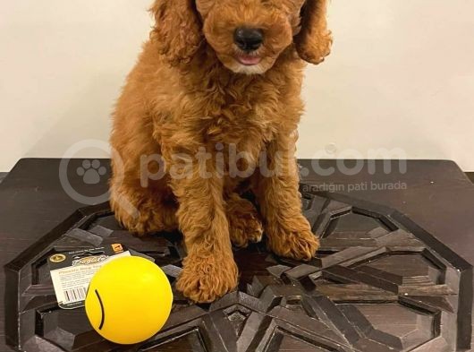 Orjinal Redbrow Erkek Poodle Yavrumuz görsel