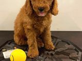Orjinal Redbrow Erkek Poodle Yavrumuz