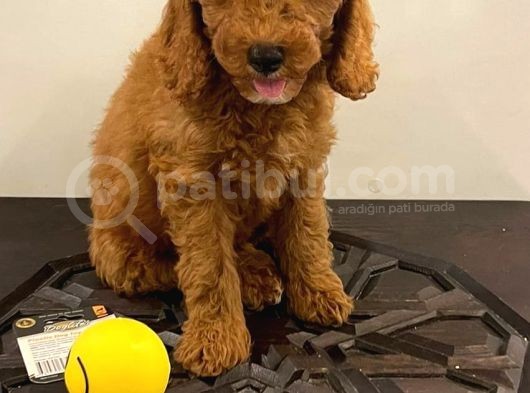 Orjinal Redbrow Erkek Poodle Yavrumuz görsel