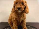 Orjinal Redbrow Erkek Poodle Yavrumuz