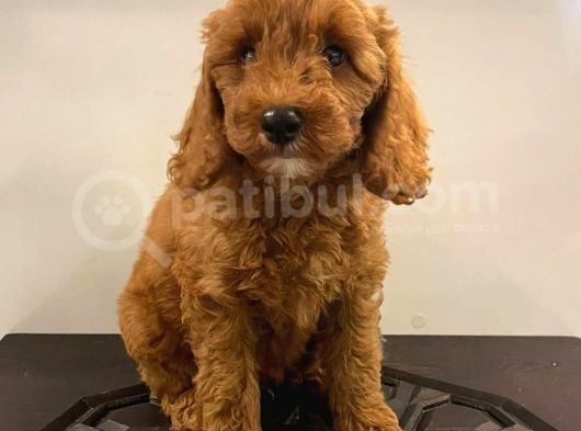 Orjinal Redbrow Erkek Poodle Yavrumuz görsel