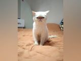 Egzotik Red Point Dişi