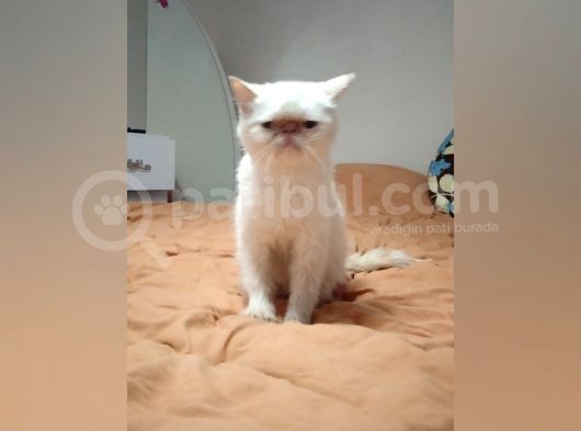 Egzotik Red Point Dişi