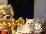 British Shorthair Yavrularımız Yuva Arıyor