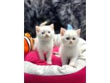 British Shorthair Yavrularımız Yuva Arıyor