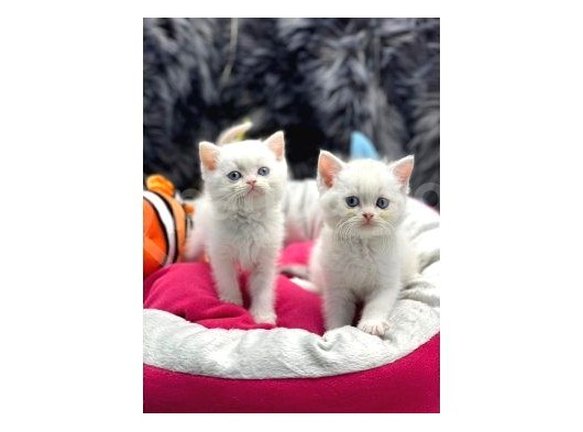 British Shorthair Yavrularımız Yuva Arıyor