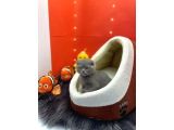 Scottish Fold Yavrularımız Yuva Arıyor.