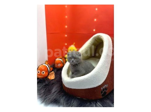 Scottish Fold Yavrularımız Yuva Arıyor.