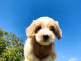 Show Kali̇te Malti̇poo Yavrularimiz