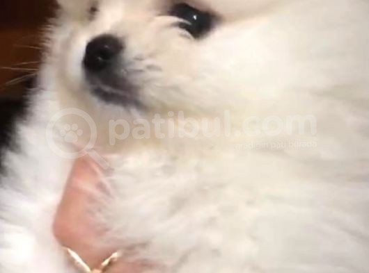 Pomeranian görsel