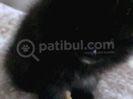 Pomeranian görsel
