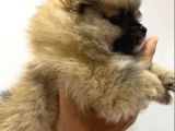 Pomeranian
