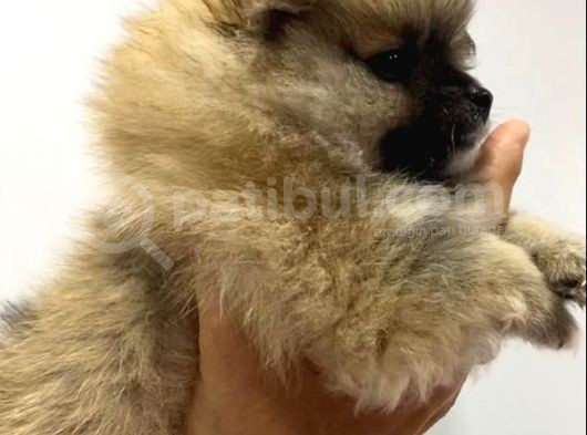 Pomeranian görsel