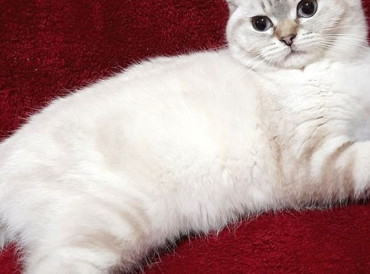 British Mavis Gözlü Güzel Kizimiz Yuvasini Ariyor görsel