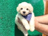 Minik Maltese Terrier