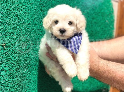 Minik Maltese Terrier görsel