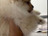 Pomeranian