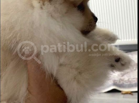 Pomeranian görsel