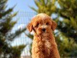 Red Di̇şi̇ Toy Poodle Bebeği̇mi̇z