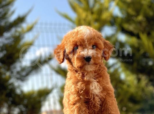 Red Di̇şi̇ Toy Poodle Bebeği̇mi̇z
