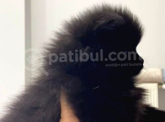Pomeranian görsel