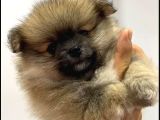 Pomeranian