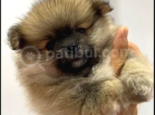 Pomeranian