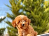 Red Di̇şi̇ Toy Poodle Bebeği̇mi̇z