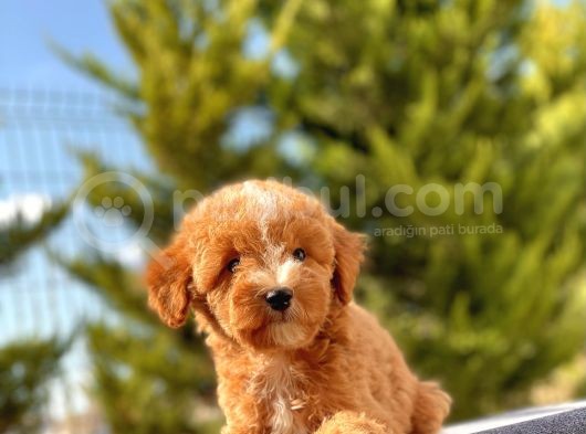 Red Di̇şi̇ Toy Poodle Bebeği̇mi̇z görsel