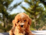 Red Di̇şi̇ Toy Poodle Bebeği̇mi̇z