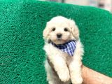 Minik Maltese Terrier