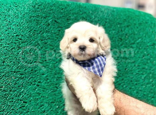 Minik Maltese Terrier