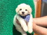 Minik Maltese Terrier