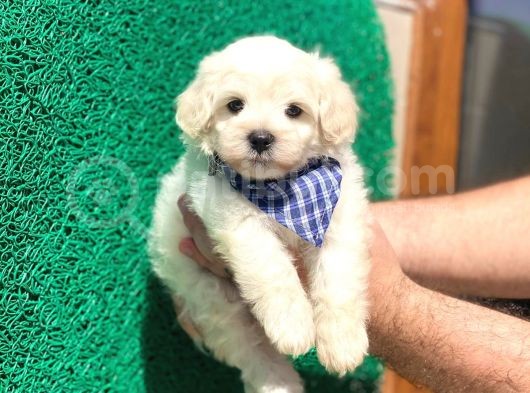 Minik Maltese Terrier görsel